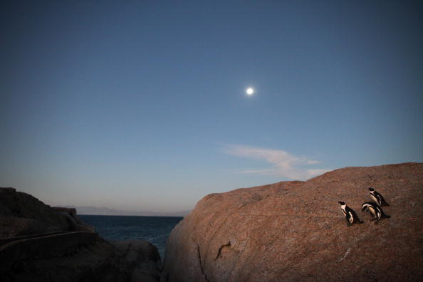 Пингвины в Южной Африке. Фото: Paula Bronstein/Getty Images